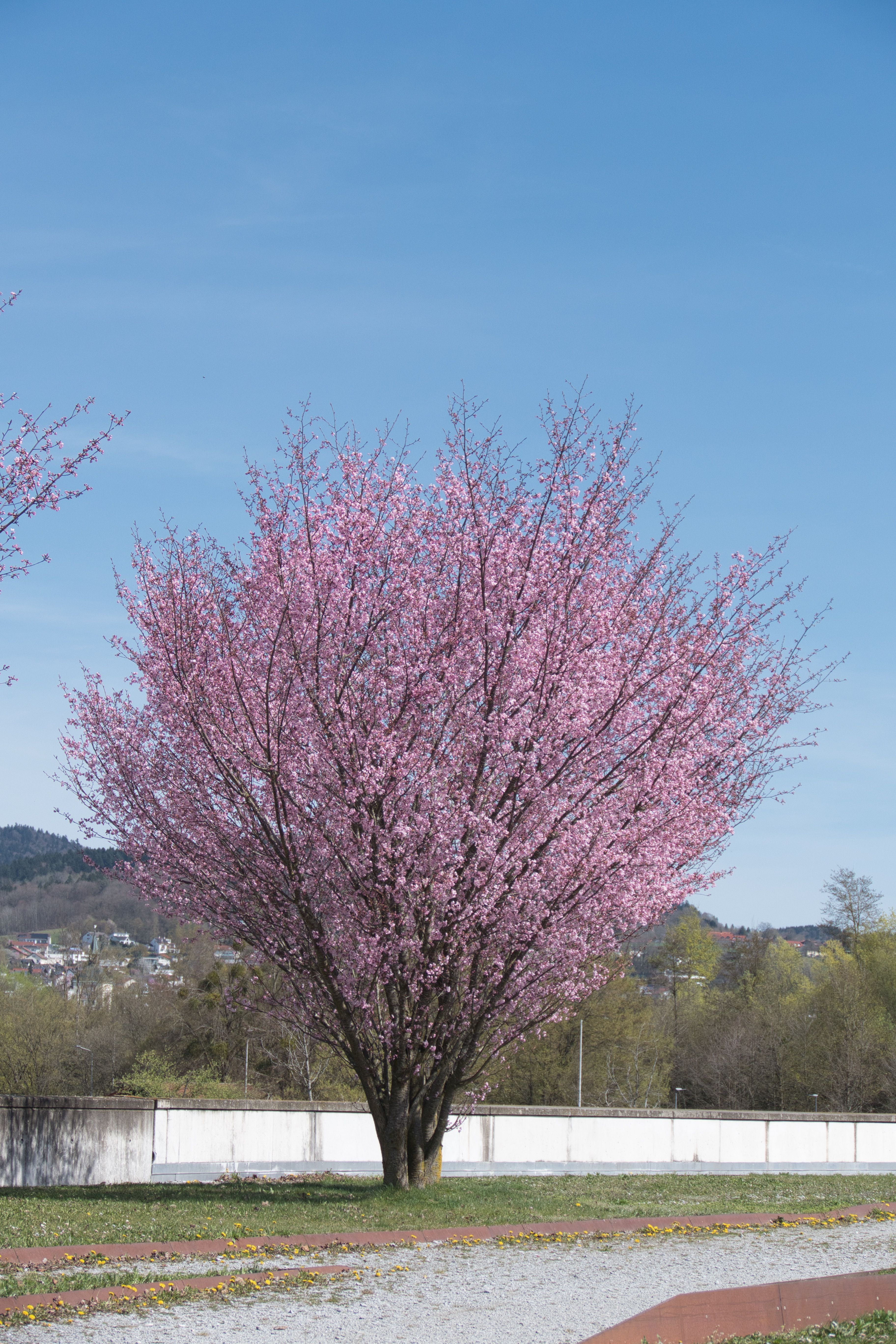 Blühender Baum auf dem Gelände