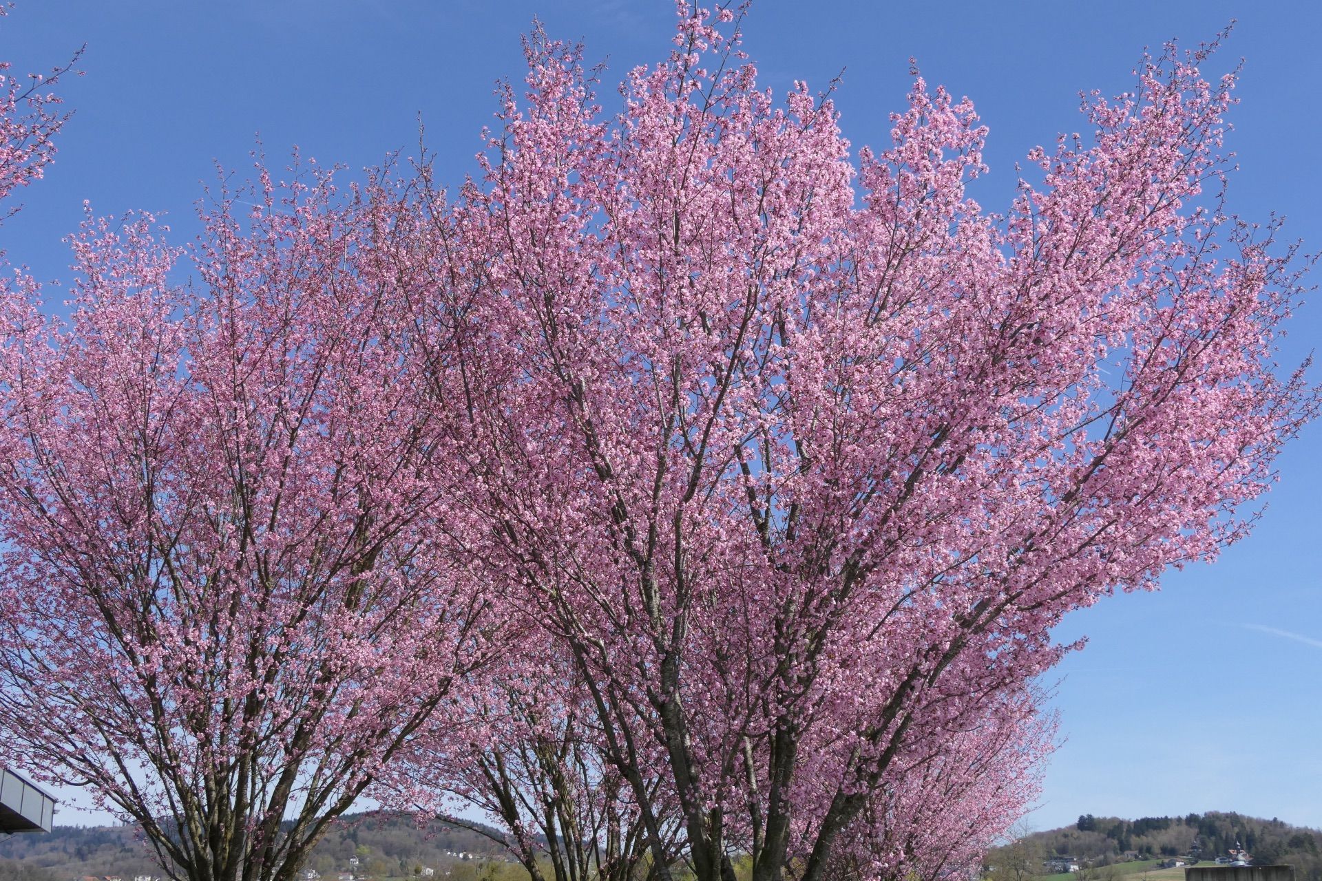 Frühling