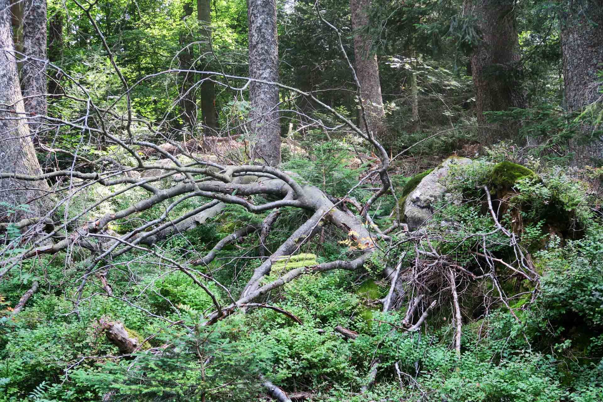 Urwald gleich neben dem Weg