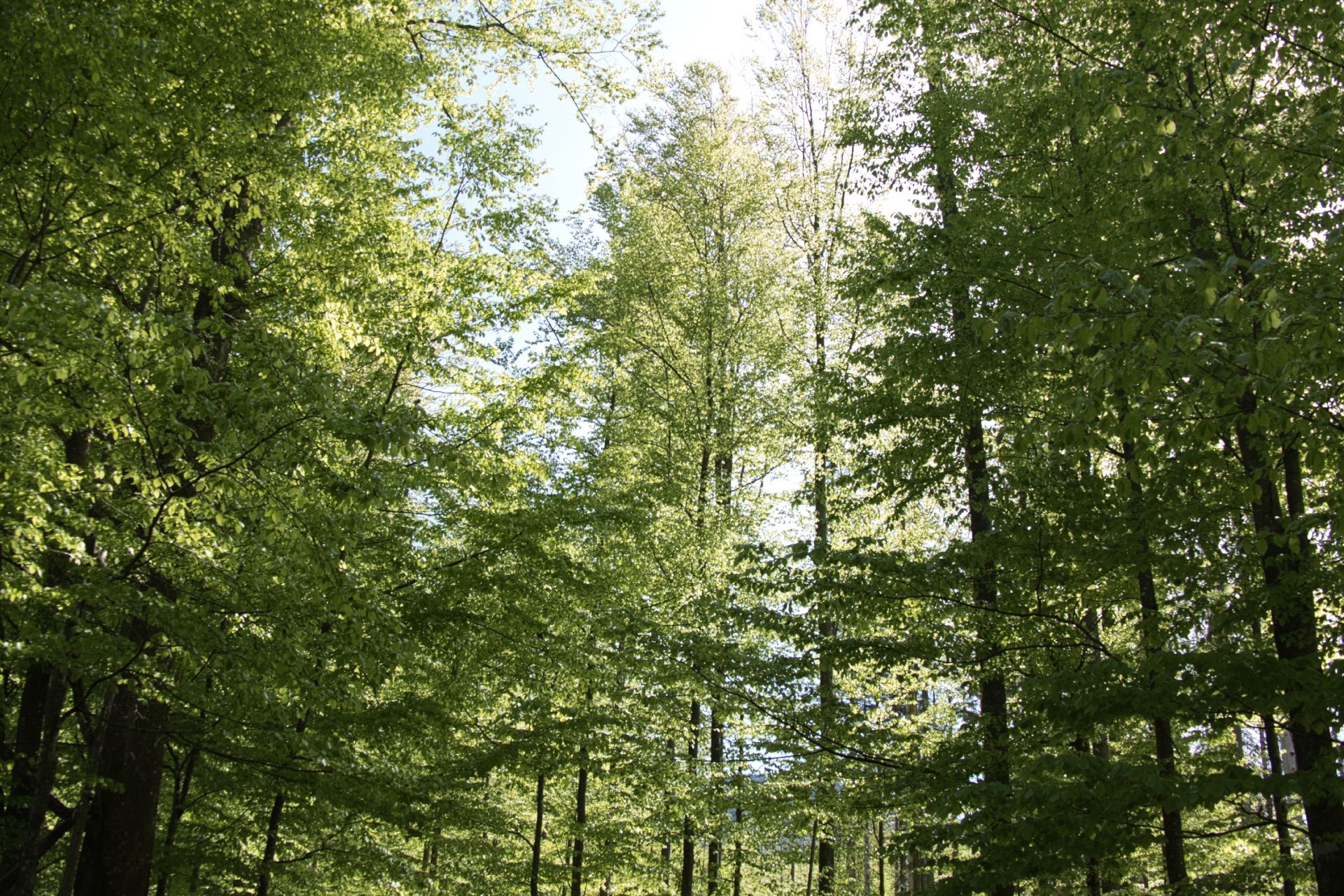 Blick in die Baumwipfel