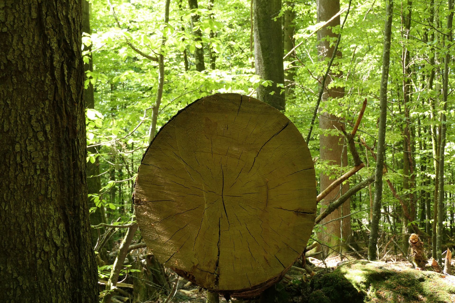 Der Baum war mindestens 135 Jahre alt
