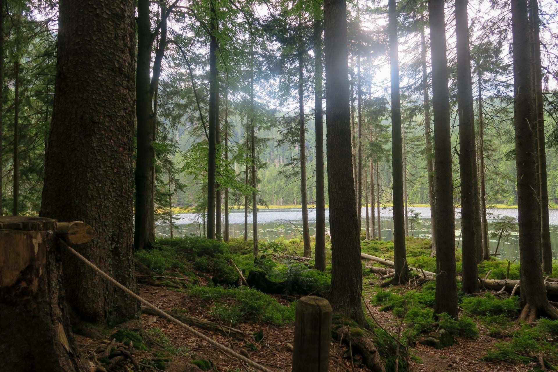 Blick durch den Wald auf den See