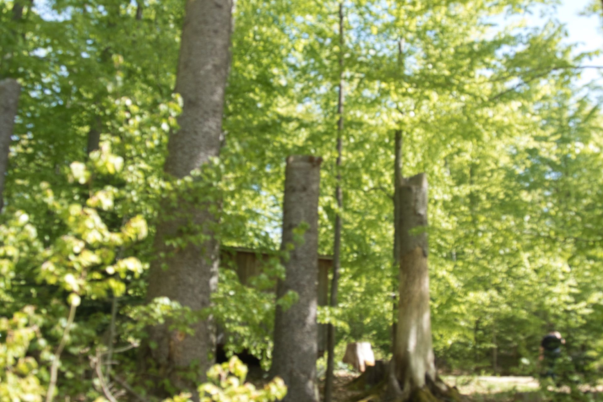 Mischwald