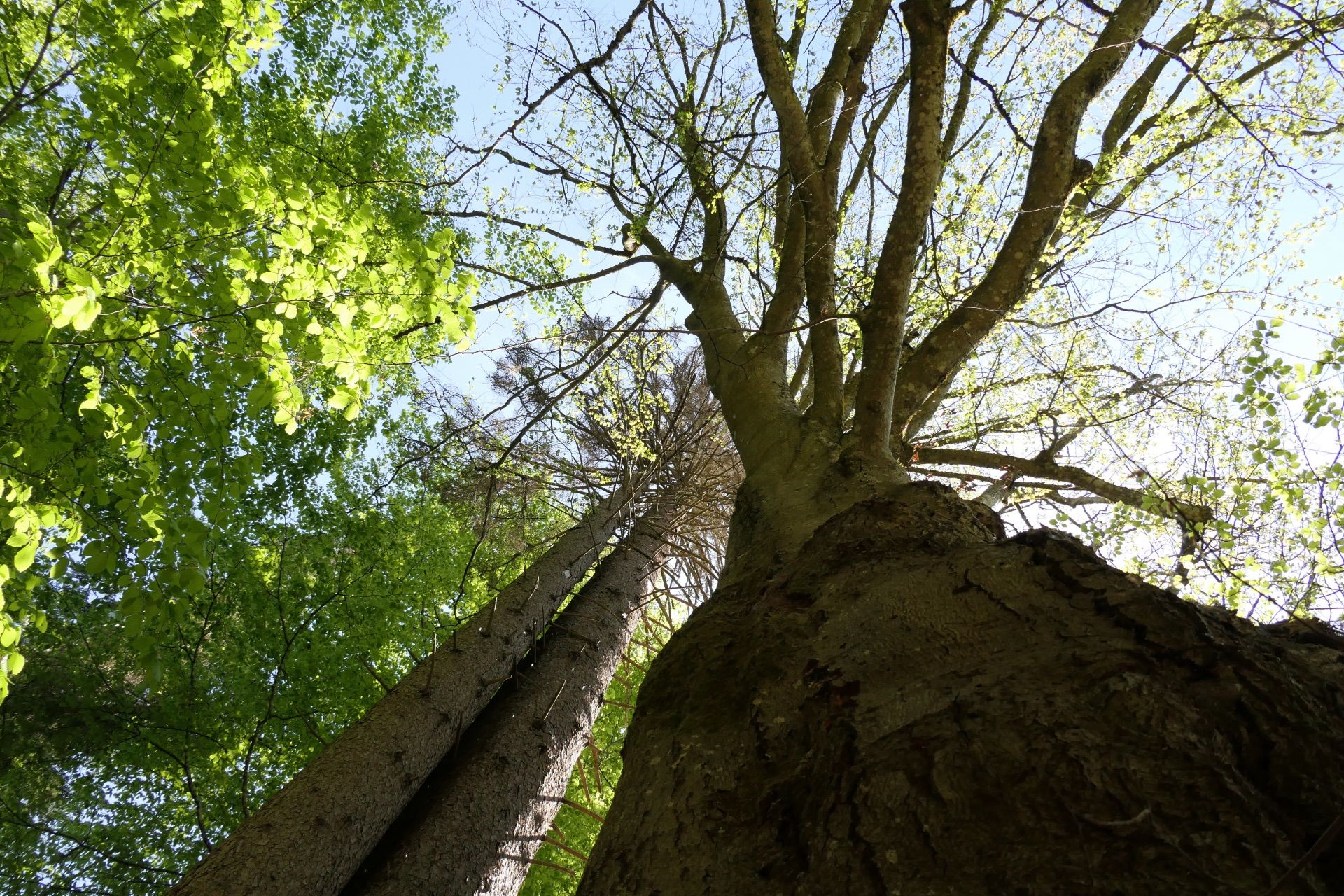 Blick hinauf zu den Baumkronen