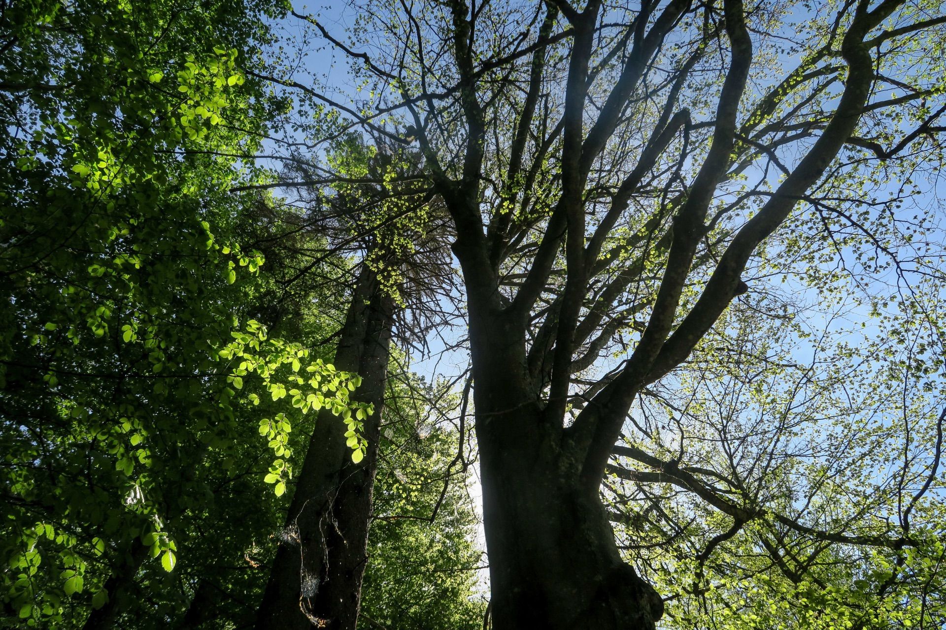 beeindruckende Bäume