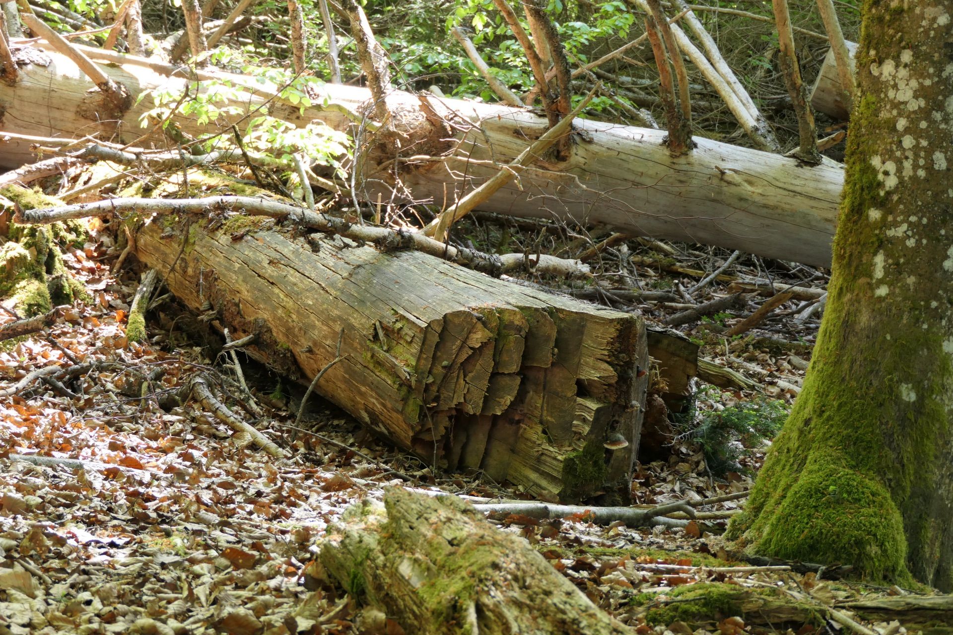 gestürzte Urwaldriesen