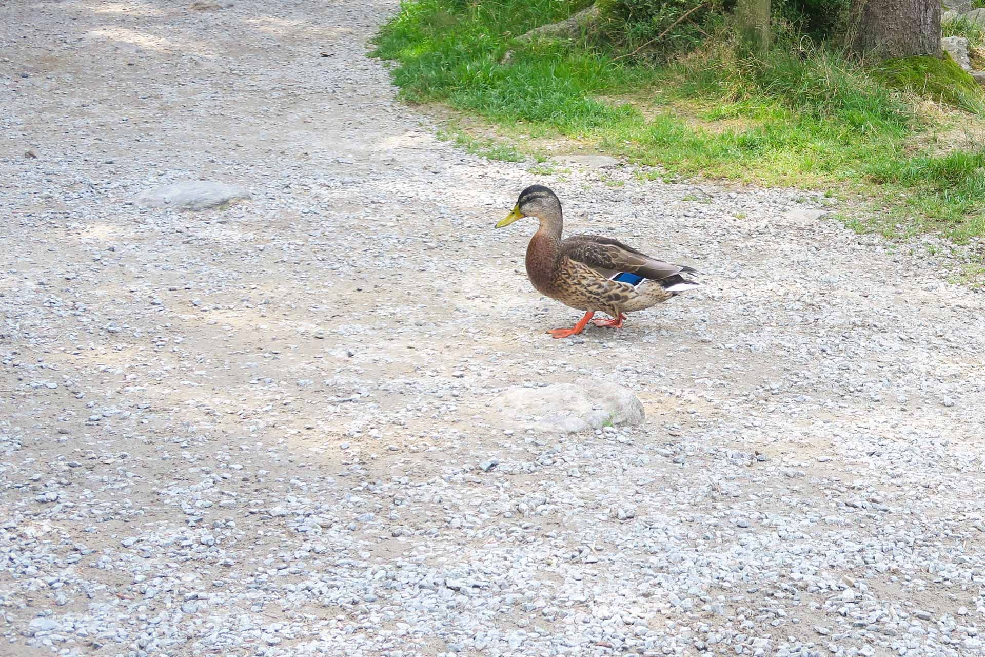 eine Wildente kreuzt Helmuts Weg