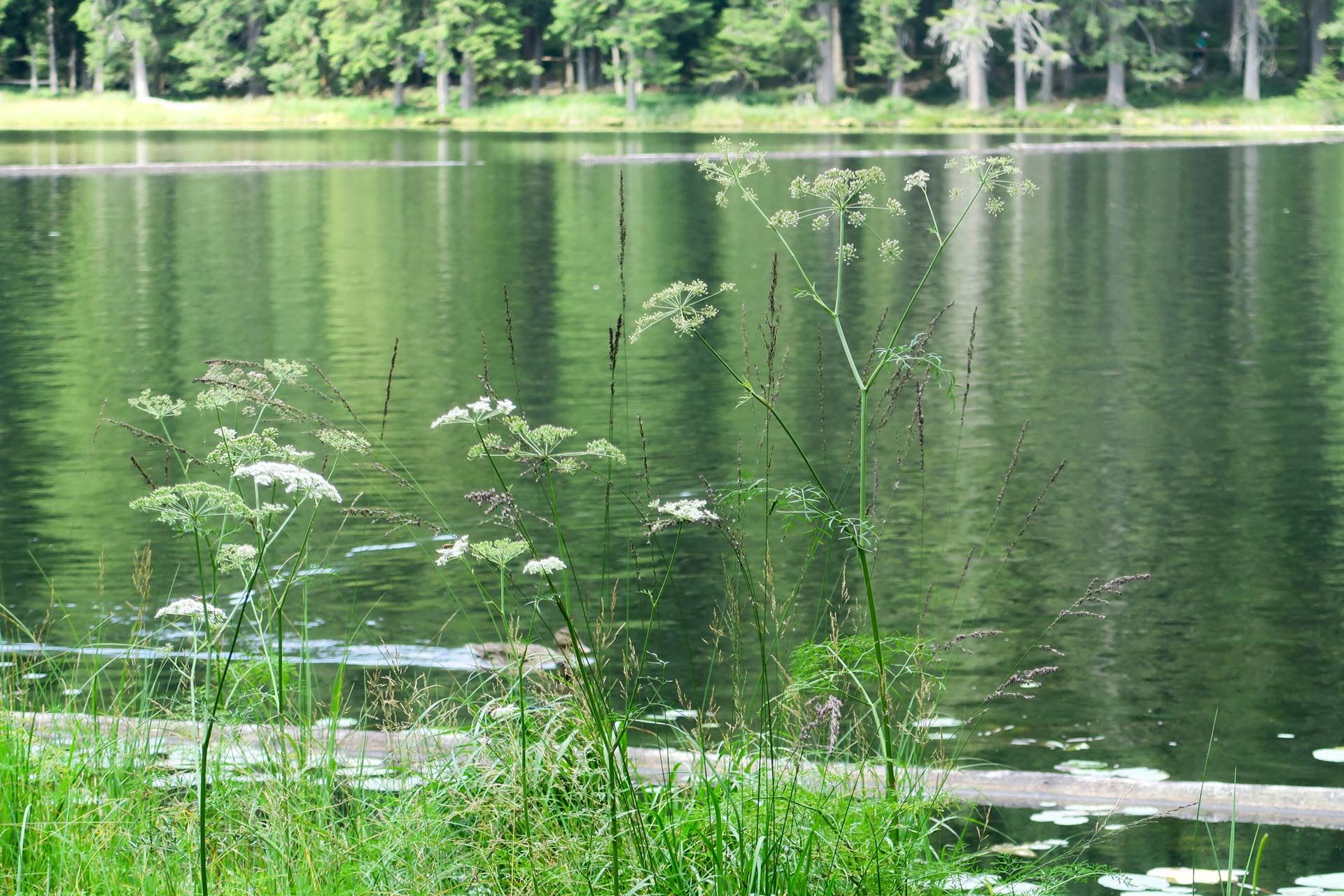 Gräser vor dem Arbersee