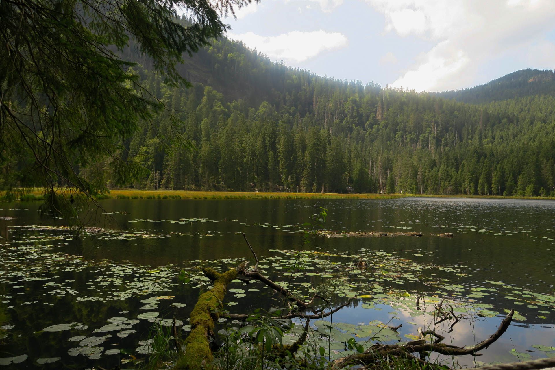 Totholz und Seerosenblätter im See