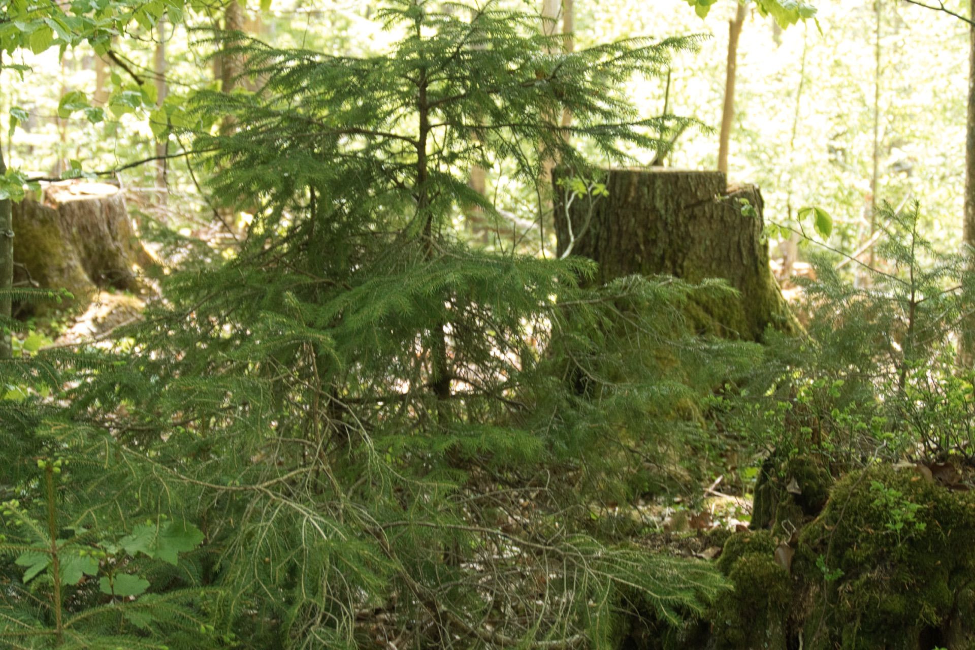 Baumstumpf im Hintergrund