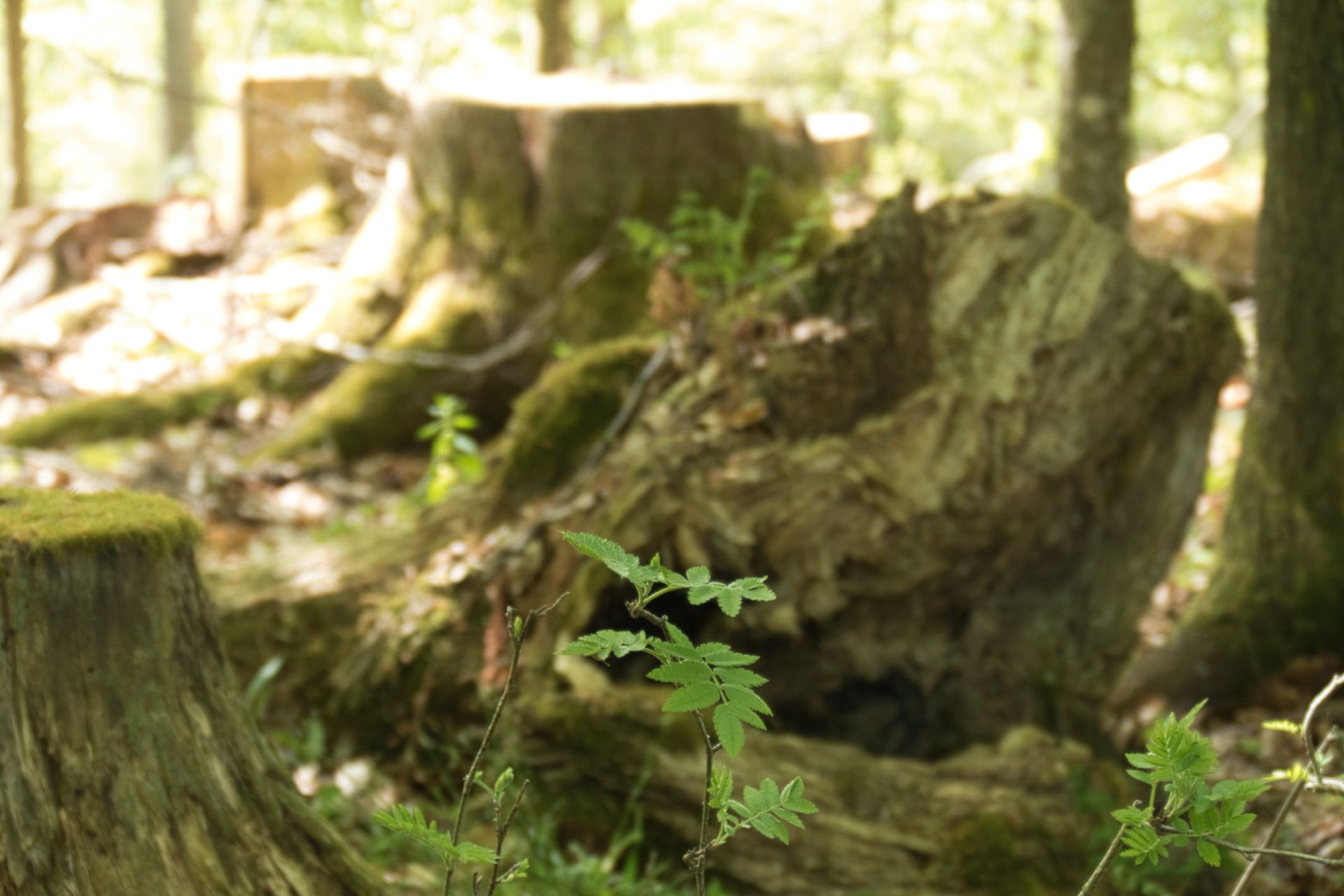 Baumstümpfe von ehemaligen Urwaldriesen