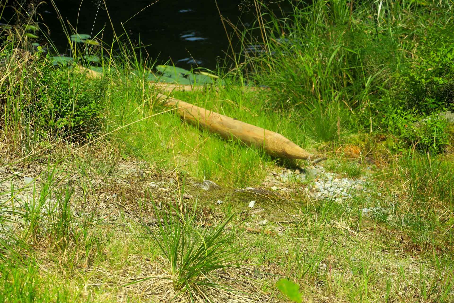 gespitzte Holzstämme im Uferbereich