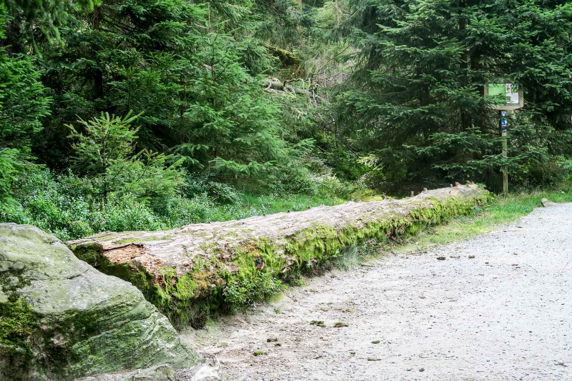 Links ein Fels, dahinter am Wegesrand ein morscher, vermooster und liegender Baumstamm  