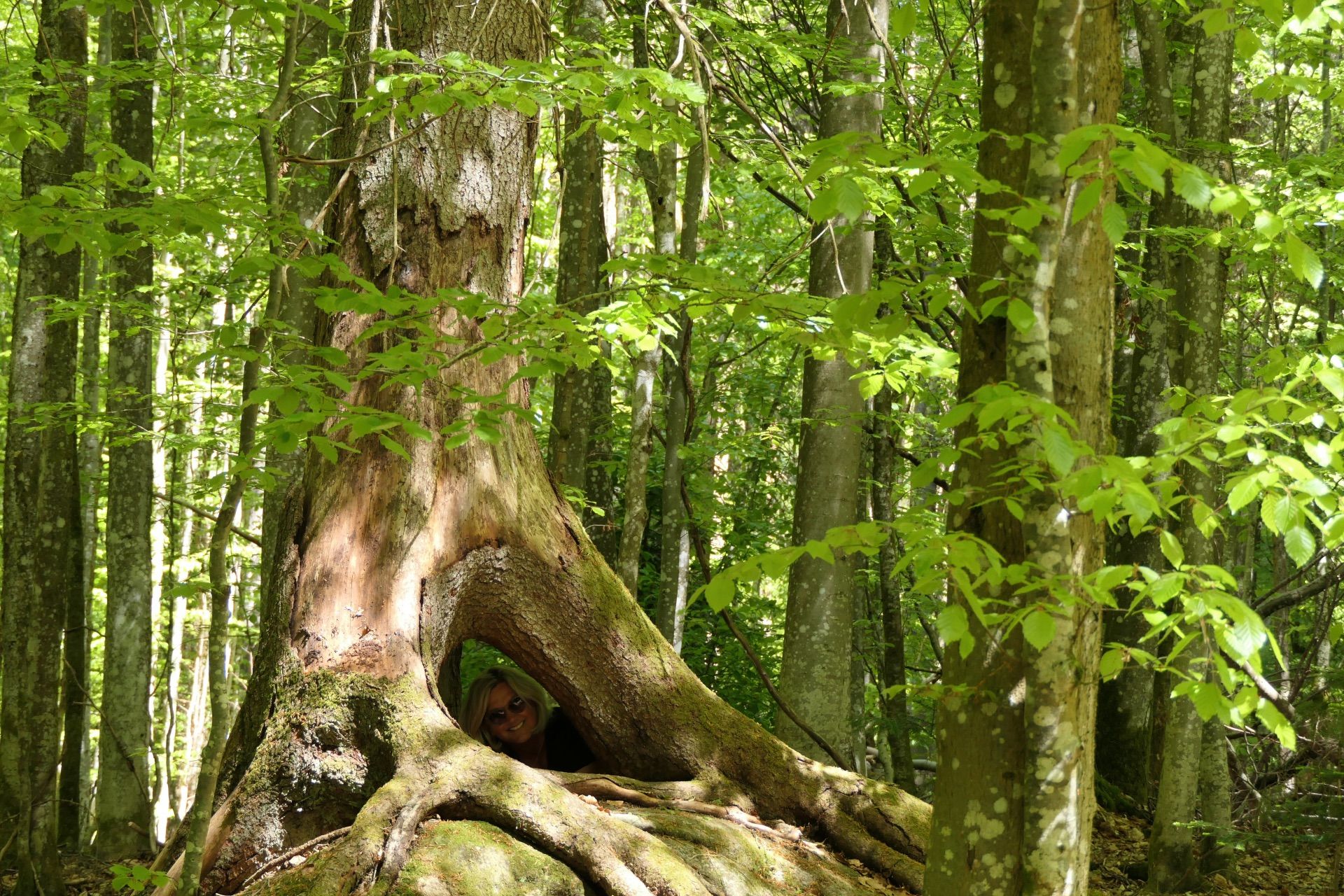 ...finde den "Waldgeist"