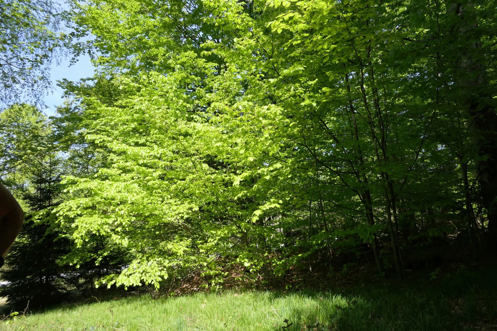 sonnendurchfluteter Wald